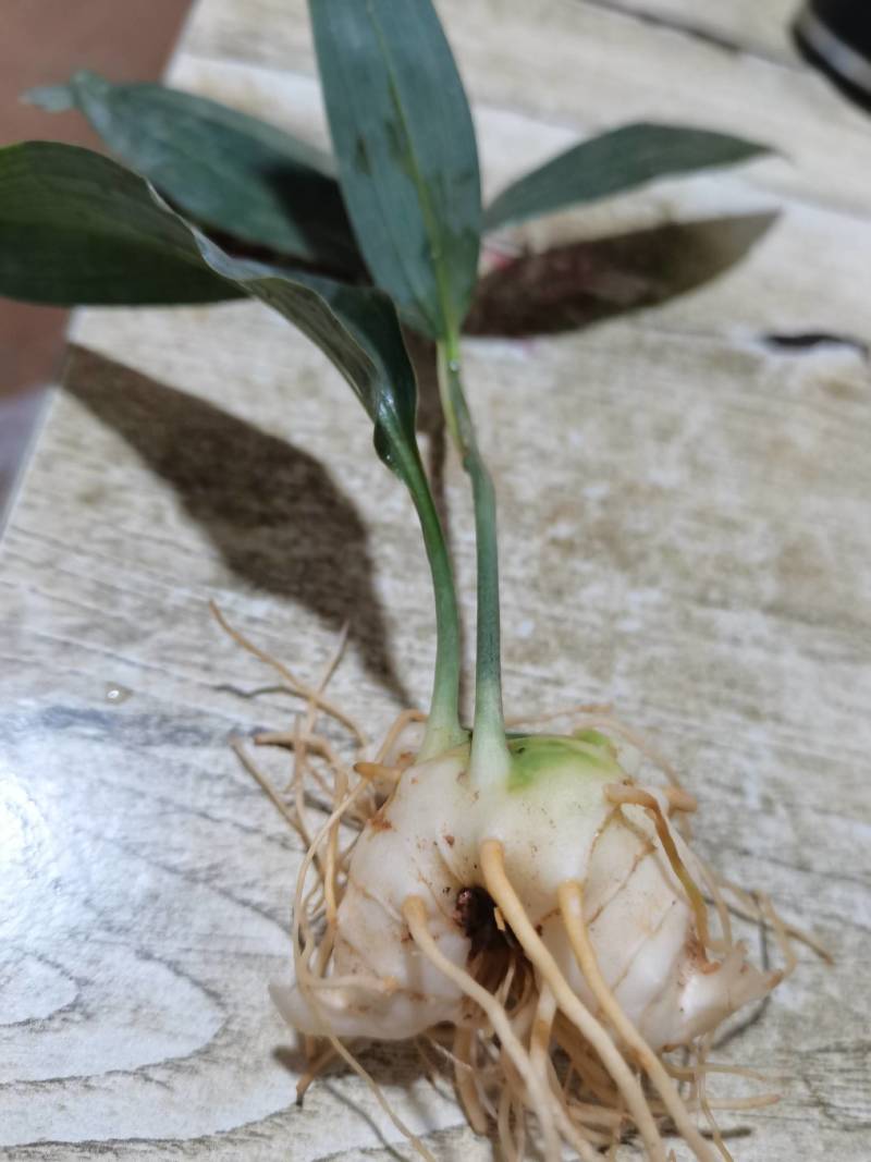 不倒苗黄精，滇黄精。黄精种子，黄精种苗，包教技术提供回收