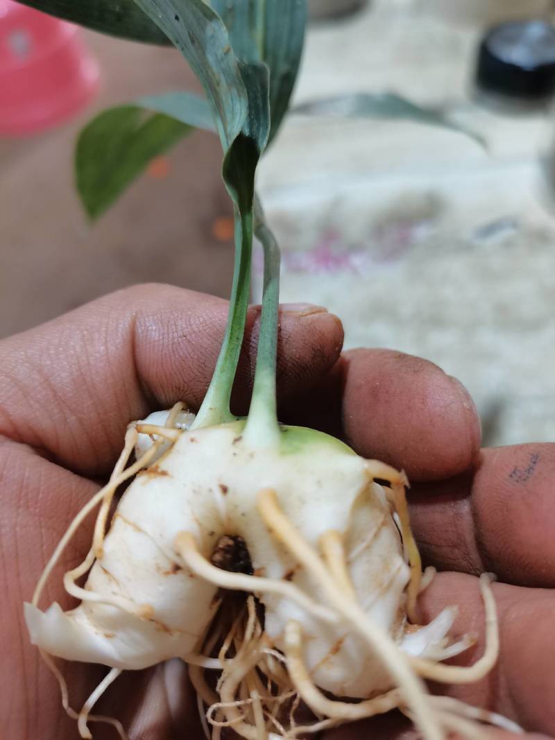 不倒苗黄精，滇黄精。黄精种子，黄精种苗，包教技术提供回收