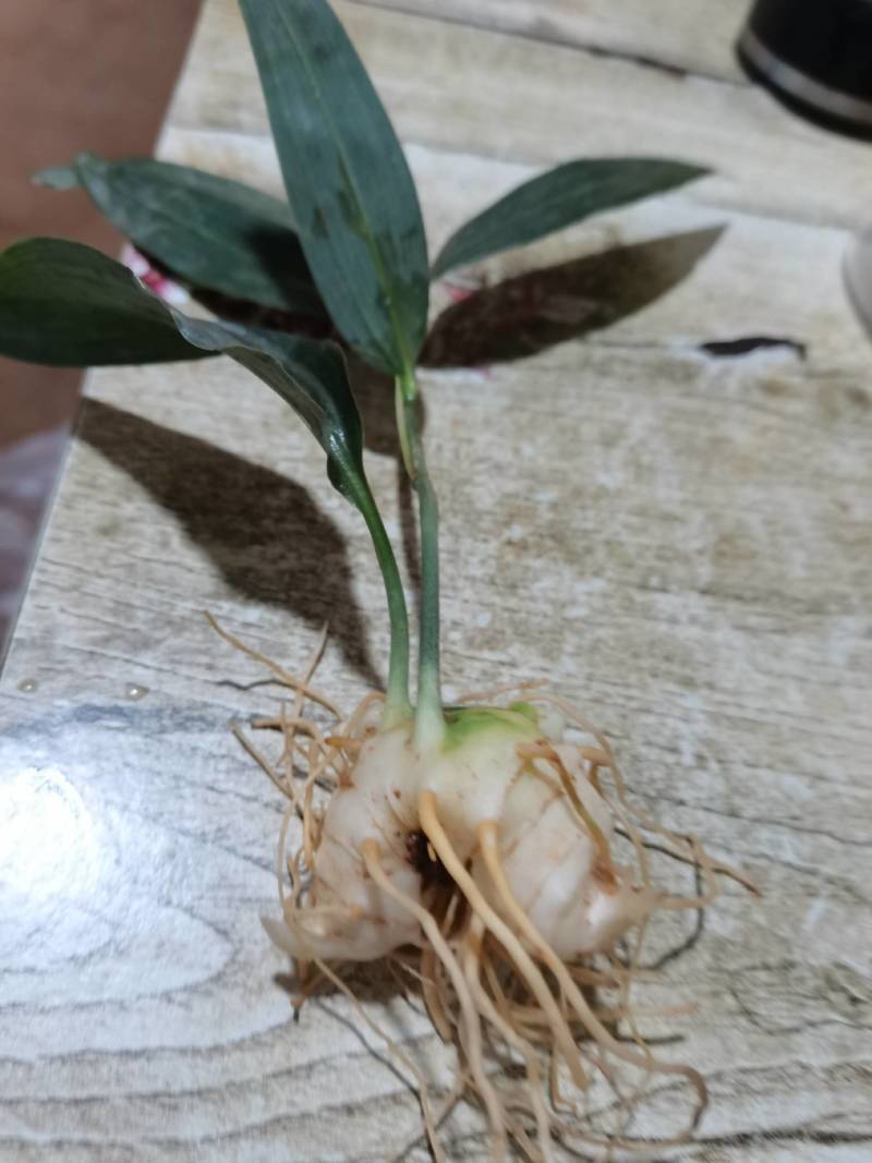 不倒苗黄精，滇黄精。黄精种子，黄精种苗，包教技术提供回收