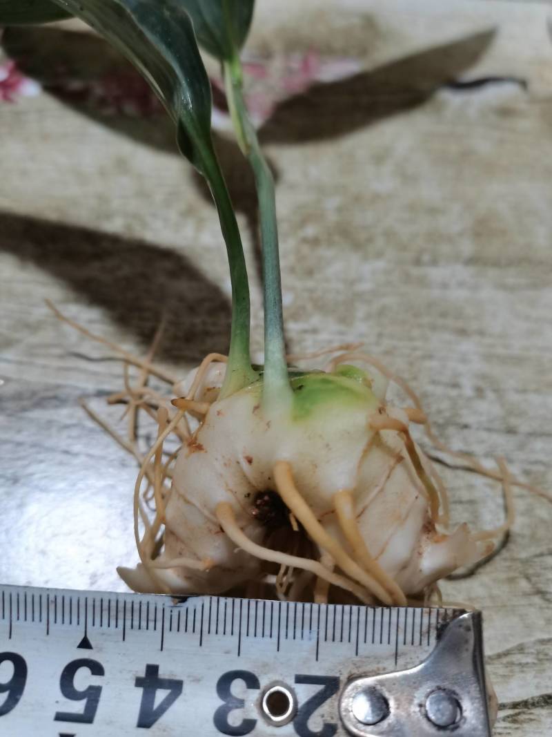 不倒苗黄精，滇黄精。黄精种子，黄精种苗，包教技术提供回收