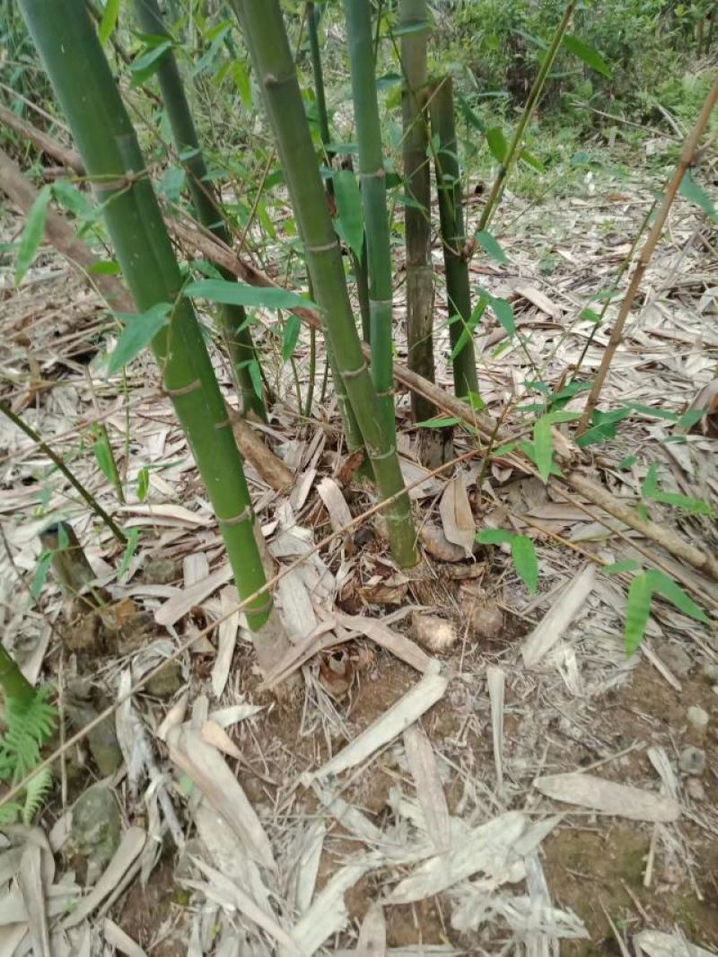 麻竹笋苗