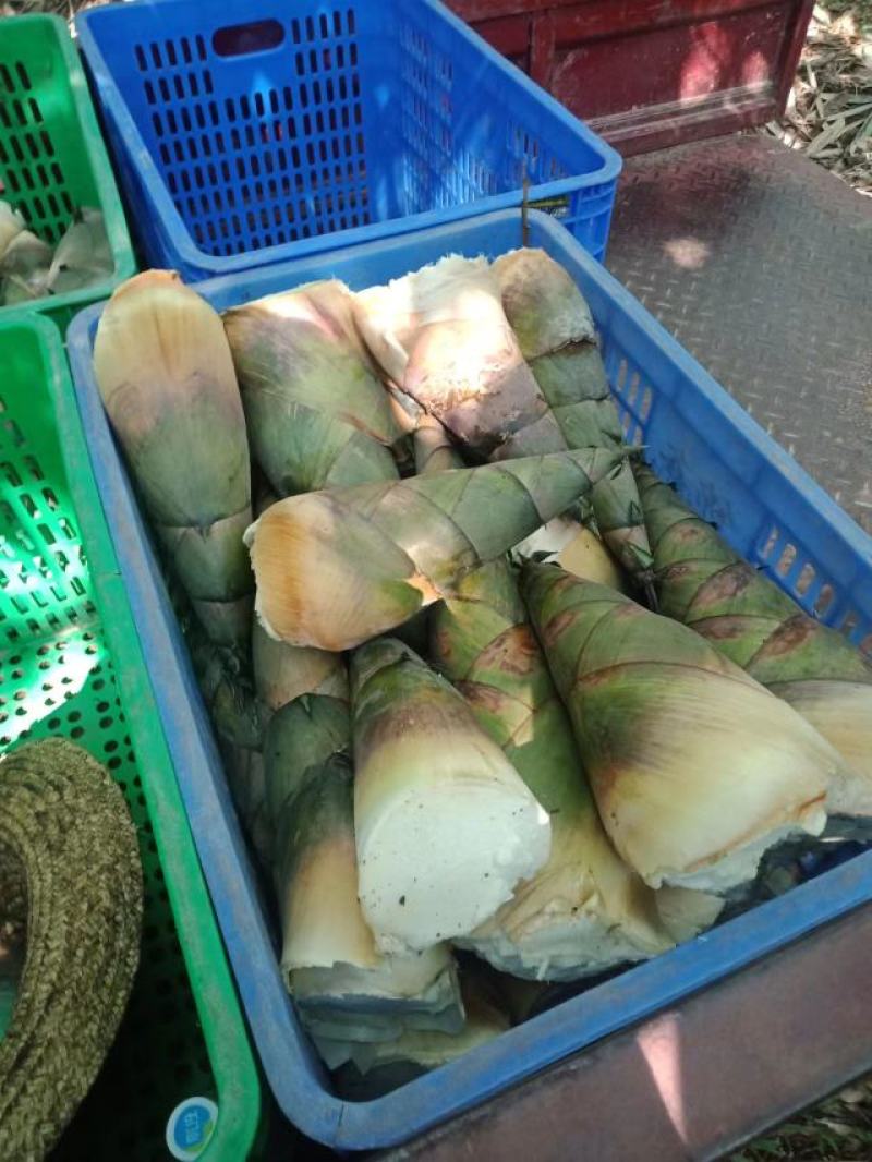 麻竹笋苗