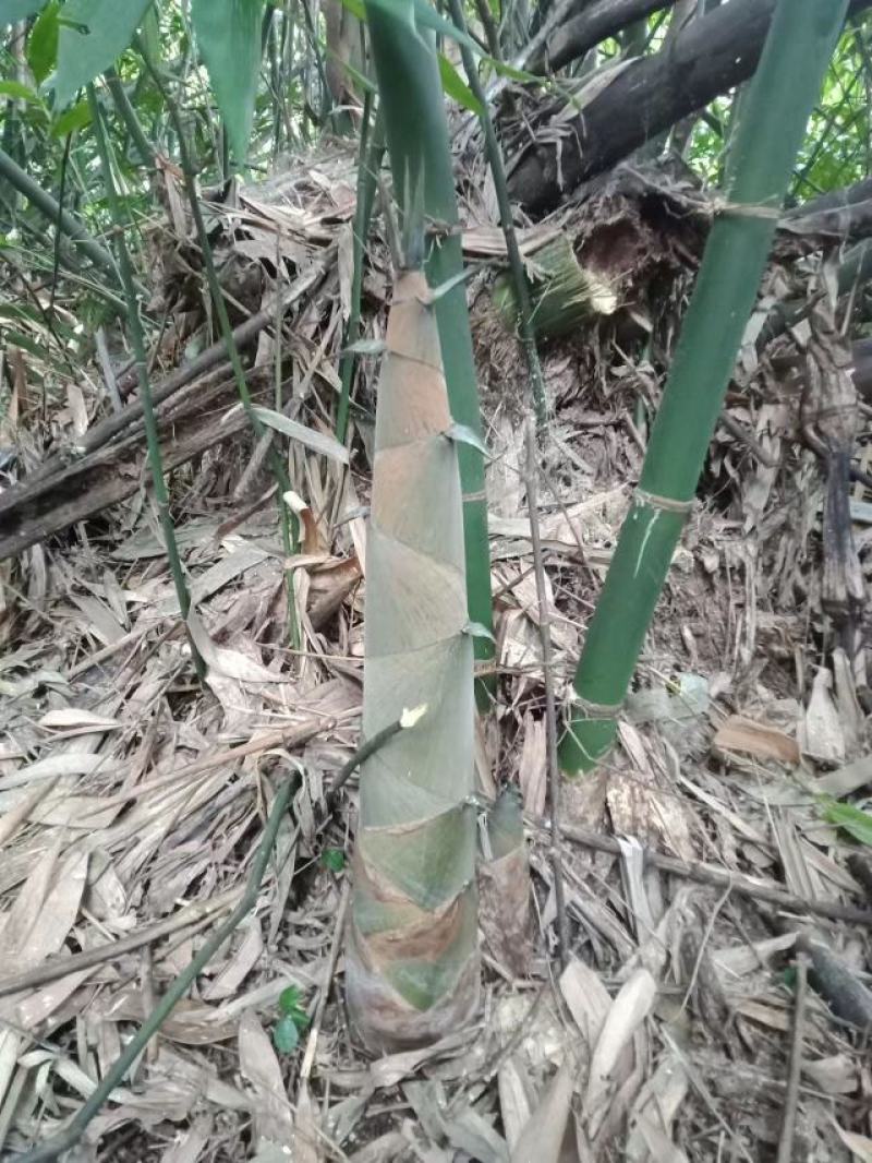 麻竹笋苗