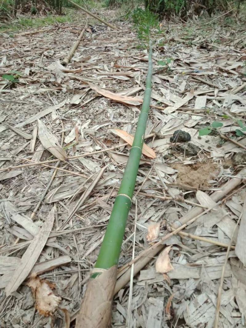 麻竹笋苗