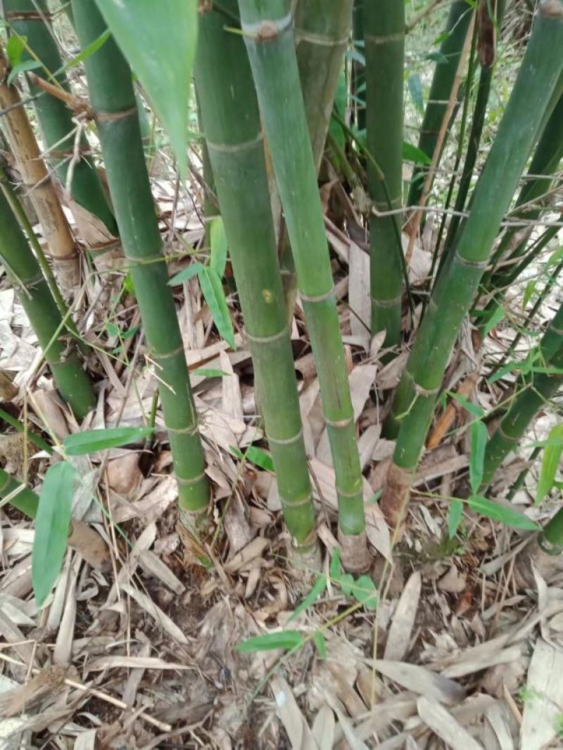 麻竹笋苗