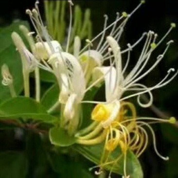 四季金银花盆景老桩，可盆栽地栽的老桩，花期长
