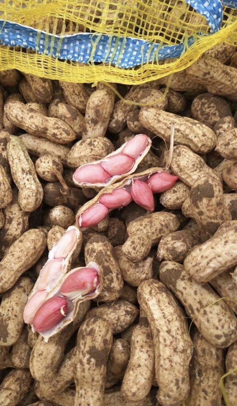 四粒红鲜花生，颗粒饱满，代收代发全国！保质保量！