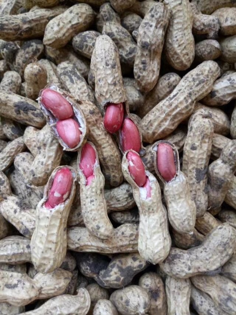 四粒红鲜花生，颗粒饱满，代收代发全国！保质保量！
