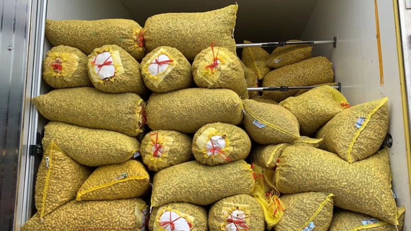 四粒红鲜花生，颗粒饱满，代收代发全国！保质保量！