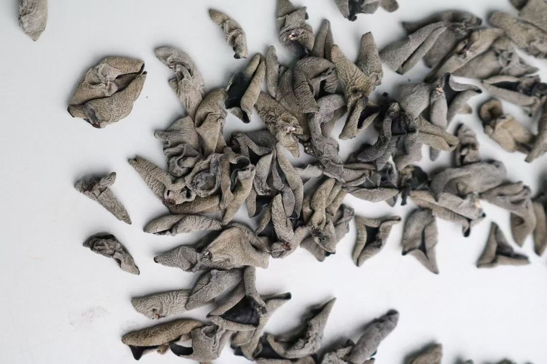 两张并列展示的干制食用菌样本图片,左侧为黄木耳,背面呈现明显的金黄色绒毛,腹面深褐色;右侧为黑木耳,整体呈乌黑色,表面光滑,背面灰褐色。两者均平铺于白色背景纸上,旁边配有标尺显示尺寸 黄木耳与黑木耳干品对比图