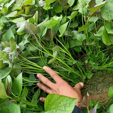 西瓜红高剪苗
