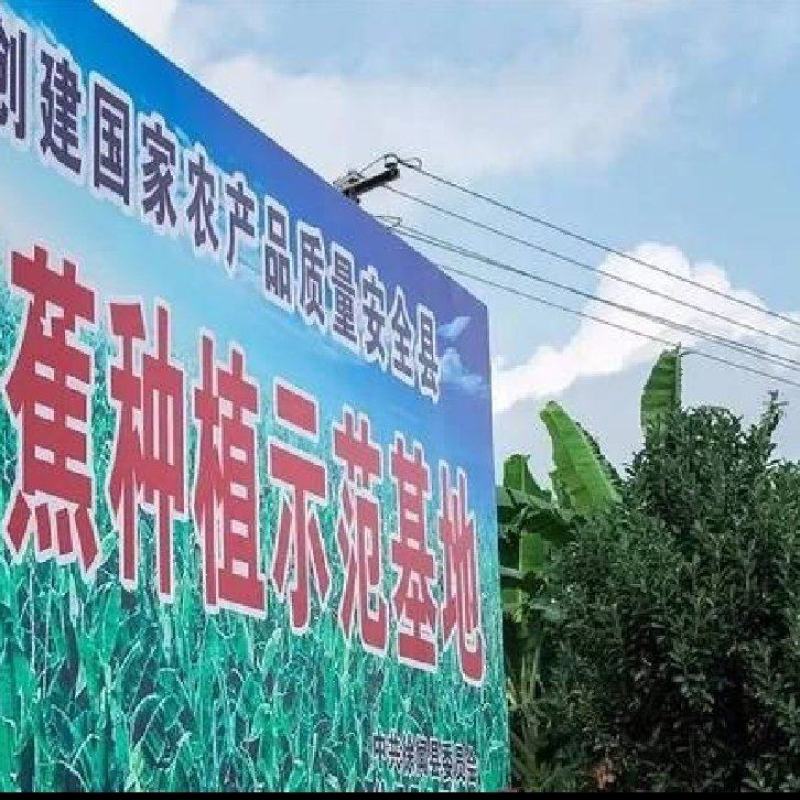 湛江市徐闻县产地直销香蕉、苹果蕉，货源充足