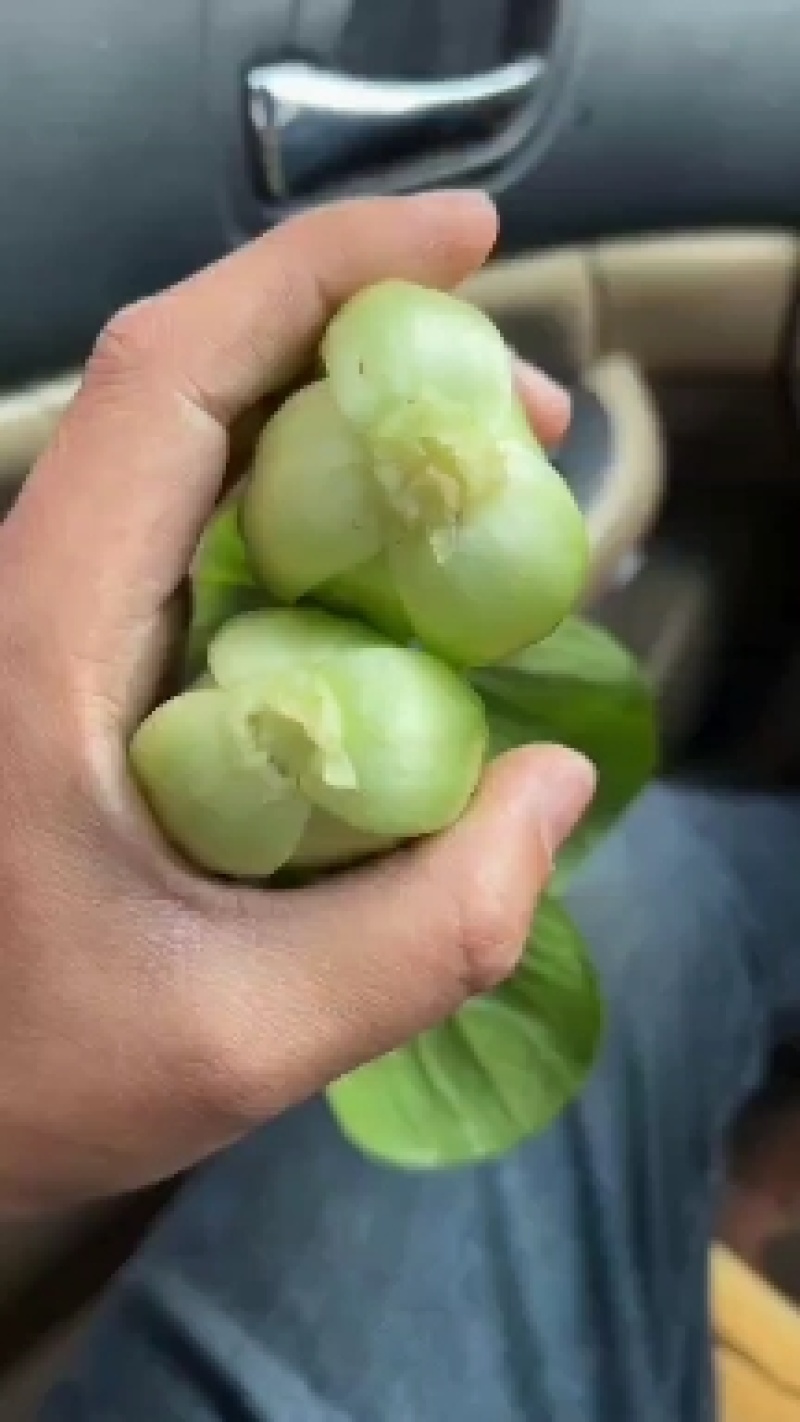 上海青