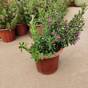 粉花玉芙蓉苗银叶芙蓉阳台庭院红花玉芙蓉花卉植物带花苞耐晒