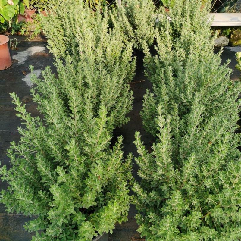 粉花玉芙蓉苗银叶芙蓉阳台庭院红花玉芙蓉花卉植物带花苞耐晒