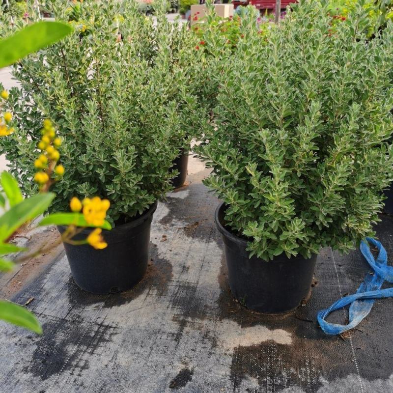 粉花玉芙蓉苗银叶芙蓉阳台庭院红花玉芙蓉花卉植物带花苞耐晒