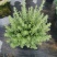 粉花玉芙蓉苗银叶芙蓉阳台庭院红花玉芙蓉花卉植物带花苞耐晒