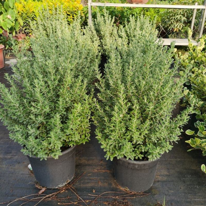 粉花玉芙蓉苗银叶芙蓉阳台庭院红花玉芙蓉花卉植物带花苞耐晒