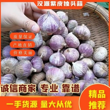 汉源精品紫皮独头蒜可用调料基地直供质量保证诚信靠谱