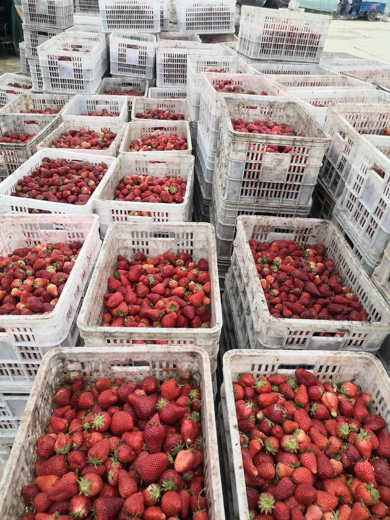 江苏万亩奶油草莓产地大量上市加工果速冻果汁罐头厂现货现发