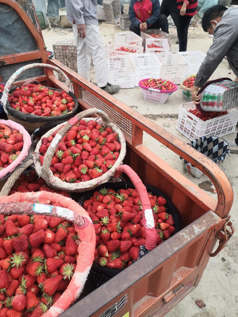 江苏万亩奶油草莓产地大量上市加工果速冻果汁罐头厂现货现发