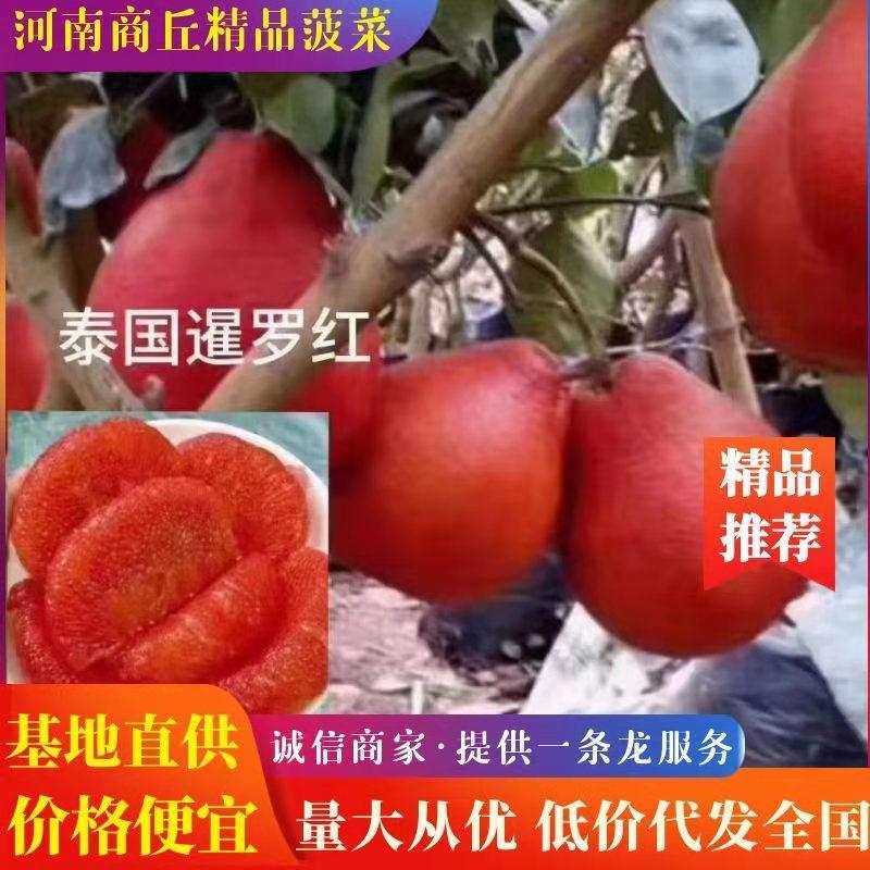 泰国暹罗红柚苗（泰国三红）进口新品种，包成活，免费技术服