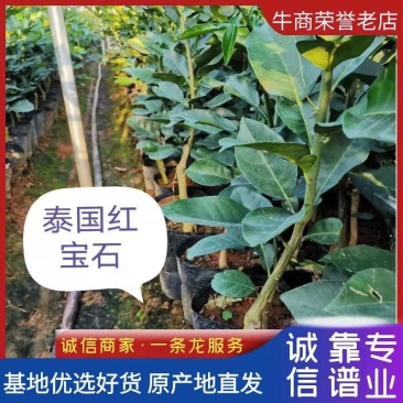 青柚正宗泰国红宝石青柚，包正宗假一赔十，产地直发