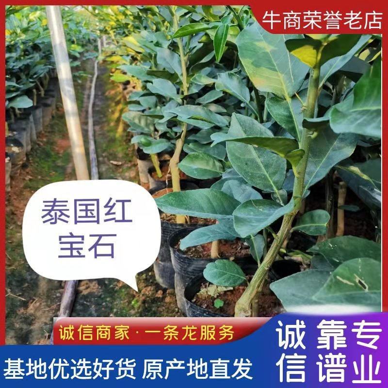 青柚正宗泰国红宝石青柚，包正宗假一赔十，产地直发