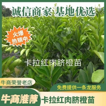 卡拉卡拉红肉脐橙苗，包正宗假一赔十，提供免费种植技术