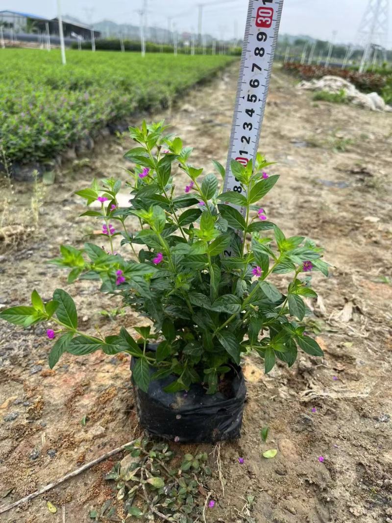 满天星(星花)质量如图，七斤袋，大量现货20～30高
