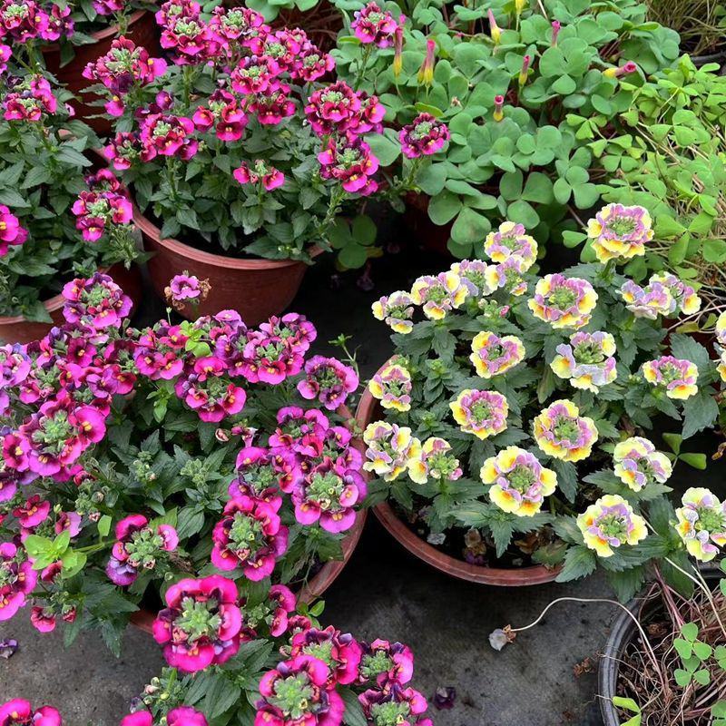 龙面花盆栽花苗阳台庭院耐养开花植物花园绿化多年生带土带花