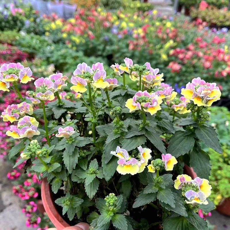 龙面花盆栽花苗阳台庭院耐养开花植物花园绿化多年生带土带花
