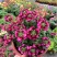 龙面花盆栽花苗阳台庭院耐养开花植物花园绿化多年生带土带花