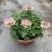 龙面花盆栽花苗阳台庭院耐养开花植物花园绿化多年生带土带花