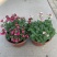 龙面花盆栽花苗阳台庭院耐养开花植物花园绿化多年生带土带花