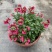 龙面花盆栽花苗阳台庭院耐养开花植物花园绿化多年生带土带花