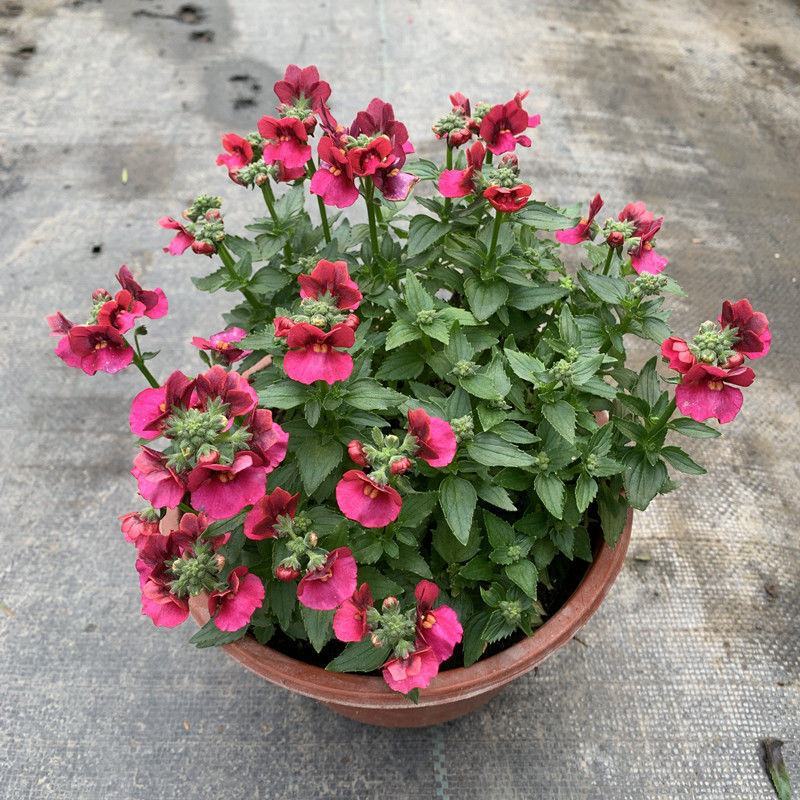 龙面花盆栽花苗阳台庭院耐养开花植物花园绿化多年生带土带花