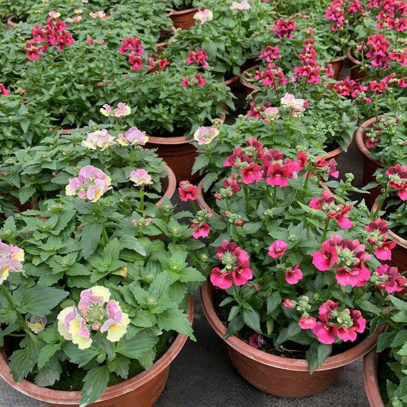 龙面花盆栽花苗阳台庭院耐养开花植物花园绿化多年生带土带花