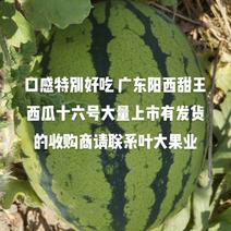 广东阳西甜王西瓜大量上市，有发货的收购商请联叶大果业