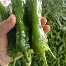 【热卖】特级鲜辣椒大量上市百亩基地现摘现发对接商超饭店