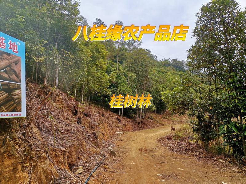 肉桂黄通去皮桂皮肉桂新货上市产地直发桂皮中通大通桂段