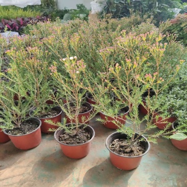 澳洲腊梅盆栽花卉室外庭院阳台多年生耐寒木本植物原盆原土