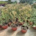 澳洲腊梅盆栽花卉室外庭院阳台多年生耐寒木本植物原盆原土