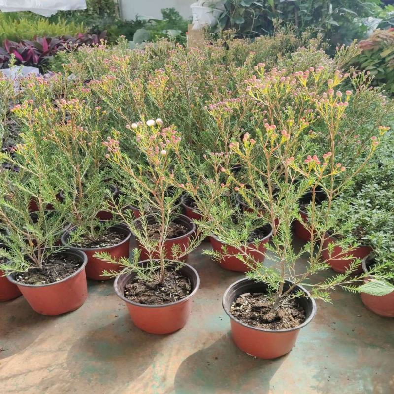 澳洲腊梅盆栽花卉室外庭院阳台多年生耐寒木本植物原盆原土