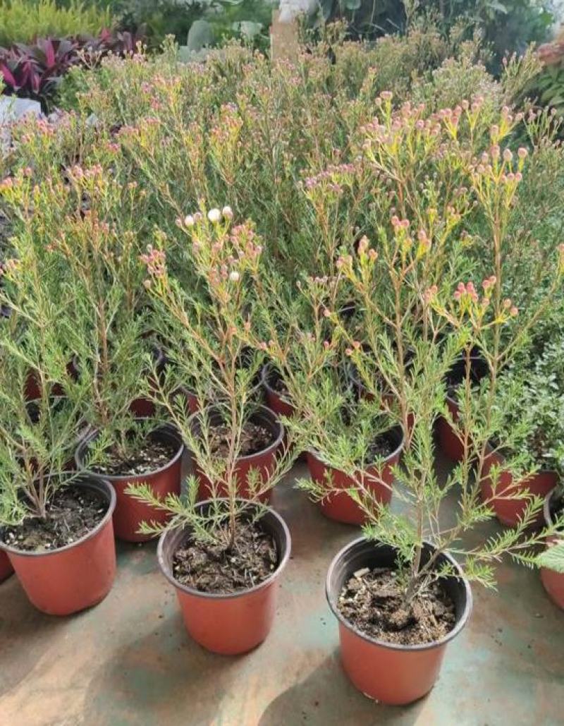澳洲腊梅盆栽花卉室外庭院阳台多年生耐寒木本植物原盆原土