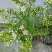 澳洲腊梅盆栽花卉室外庭院阳台多年生耐寒木本植物原盆原土