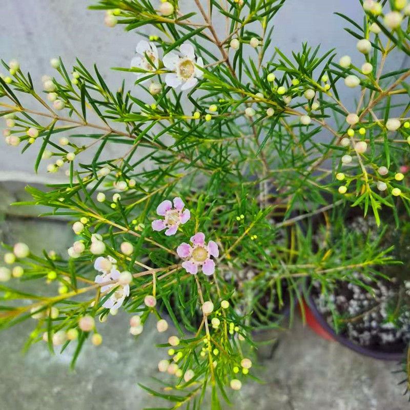 澳洲腊梅盆栽花卉室外庭院阳台多年生耐寒木本植物原盆原土