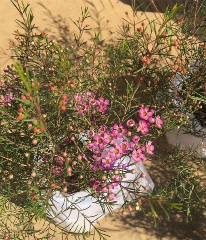 澳洲腊梅盆栽花卉室外庭院阳台多年生耐寒木本植物原盆原土