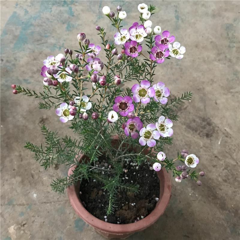 澳洲腊梅盆栽花卉室外庭院阳台多年生耐寒木本植物原盆原土