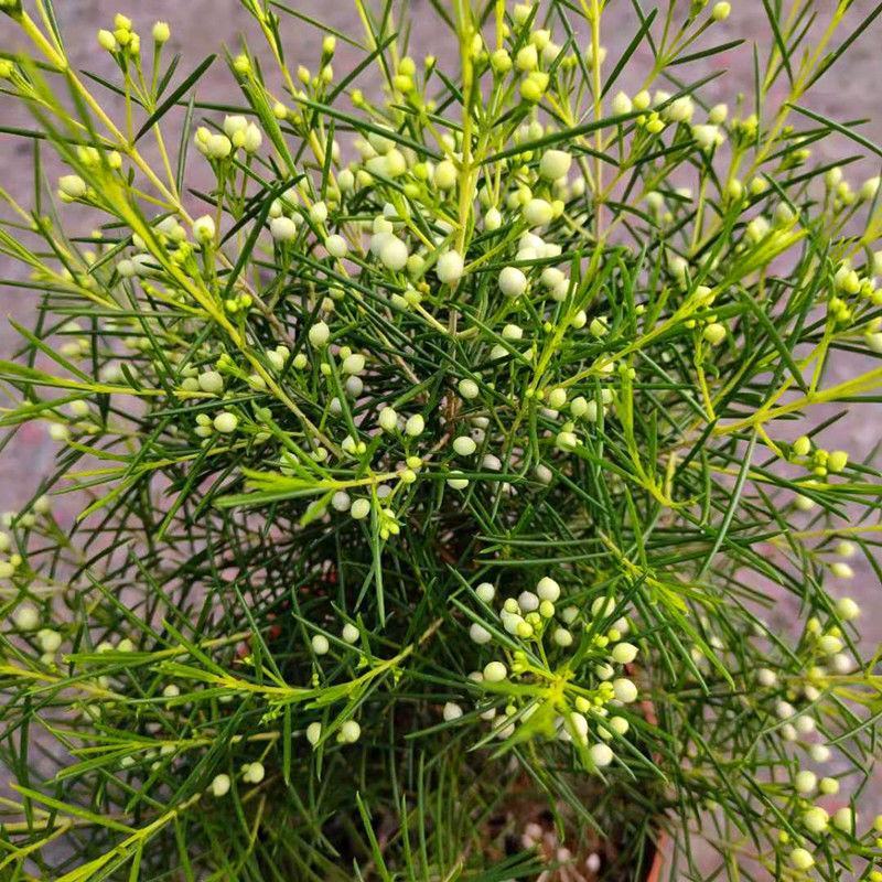 澳洲腊梅盆栽花卉室外庭院阳台多年生耐寒木本植物原盆原土